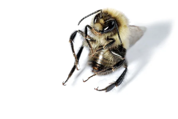 Oturan arı — Stok fotoğraf