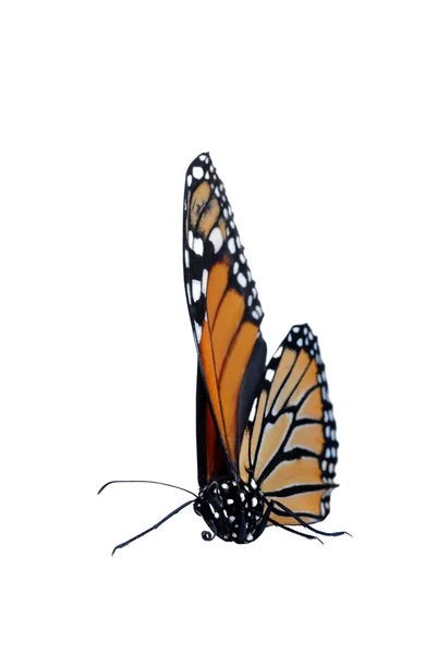 Сидячи Метелик монарх — стокове фото