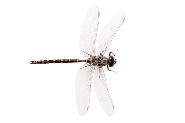 Üstten Görünüm dragon fly — Stok fotoğraf