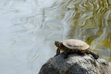 Painted Turtle on a rock clipart