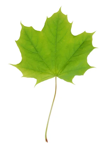 Izole genç akçaağaç yaprağı — Stok fotoğraf