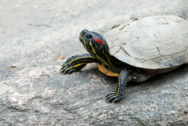 Пальчатая черепаха — стоковое фото