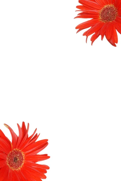 Papír-val piros gerbera százszorszép — Stock Fotó