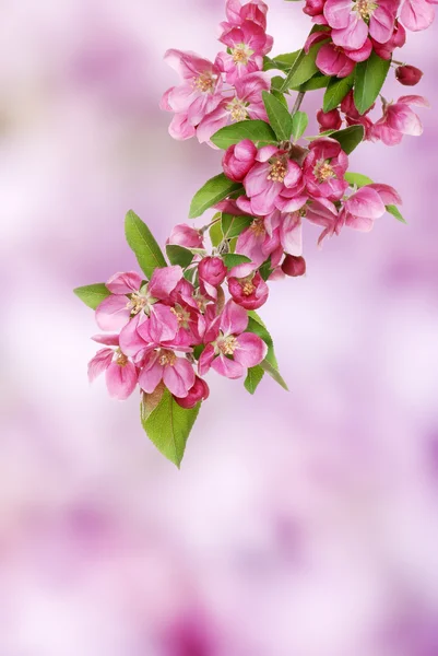Pink apple blooms branch — Stock Photo, Image