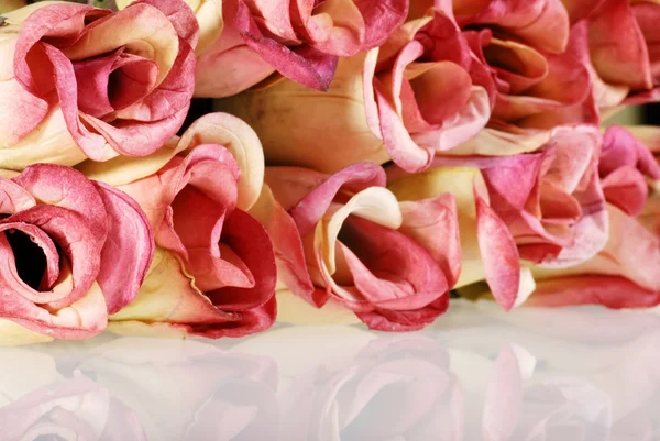 Růže mělké dof — Stock fotografie