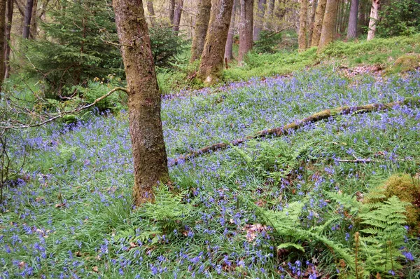 Bluebells and trees — Stock Photo, Image