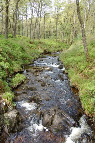 Stream i Forest Park — Stockfoto