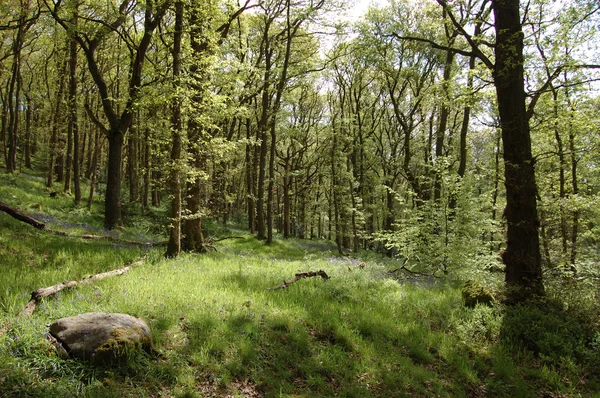 Tavaszi erdő Stock Kép