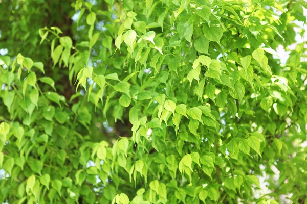 stock image Leaves