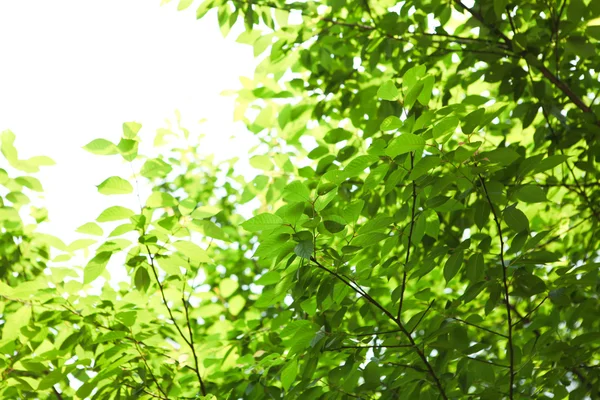 stock image Leaves