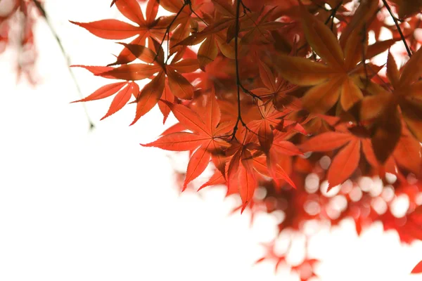 Autumn maple leaf — Stock Photo, Image