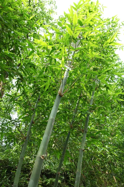 Çin bambu ağacı