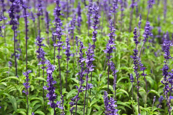 stock image Spring Lavender