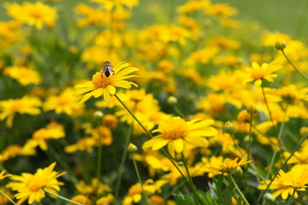 Primavera flores amarillas —  Fotos de Stock