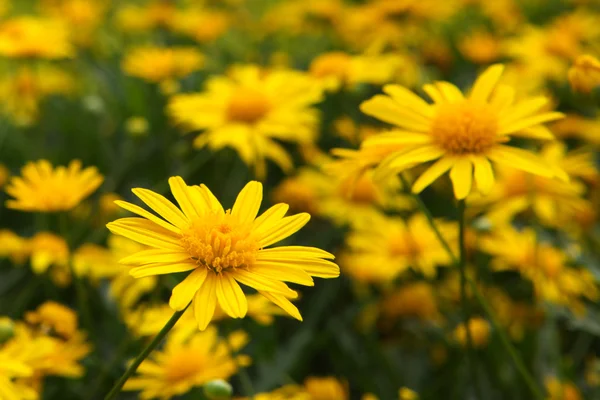 Printemps fleurs jaunes — Photo