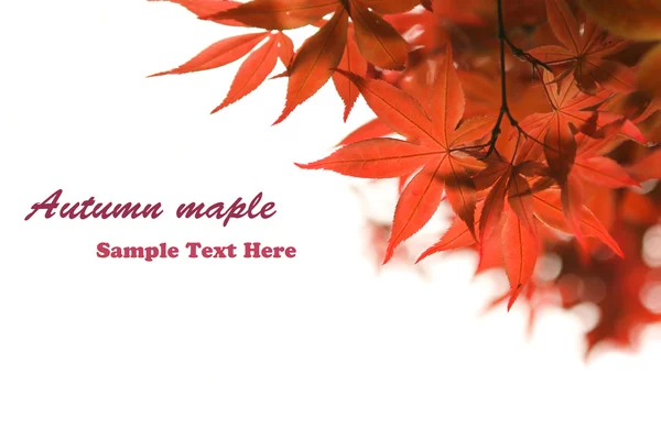 Jesienny liść klonu Obraz Stockowy