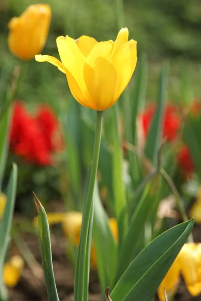 Tulipán flor primer plano — Foto de Stock