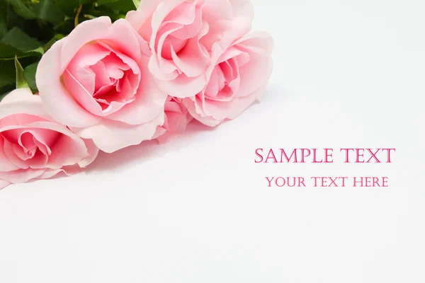 Pile of pink rose blossoms on white background — Stock Photo, Image