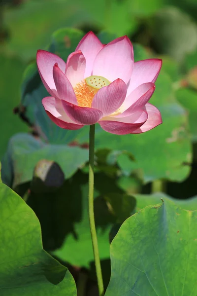 Lotus flower with sunlight — Stock Photo, Image