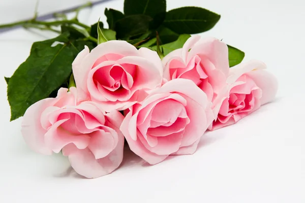 stock image Pile of pink rose blossoms on white background