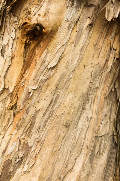 stock image Old dry tree bark texture