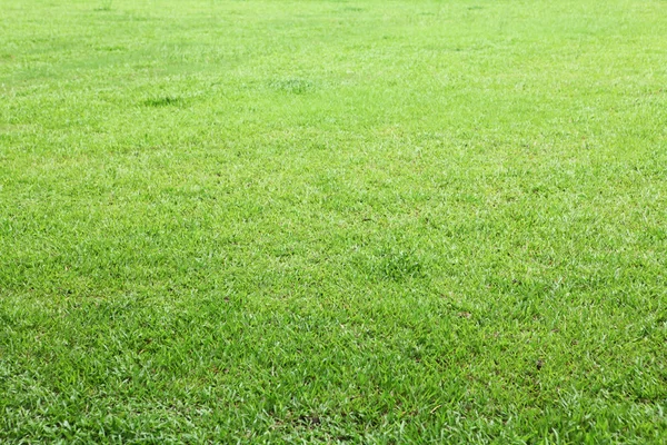stock image Green grass background