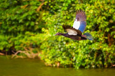 Muscovy duck clipart