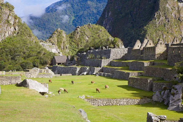 Llamas em Machu Picchu — Fotografia de Stock