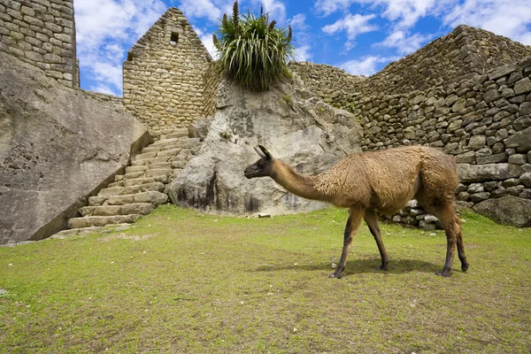 Lama a Machu Picchu — Foto Stock
