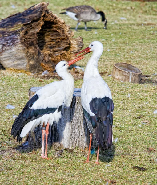 두 황새 — 스톡 사진