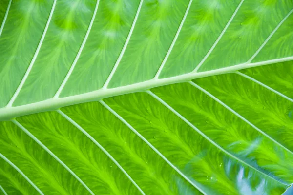 Detalhe folha verde — Fotografia de Stock