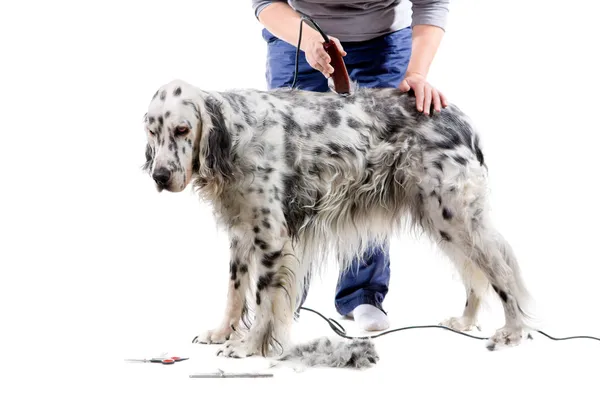 Hond grooming — Stockfoto