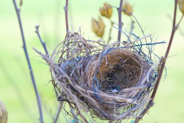 Empty nest clipart