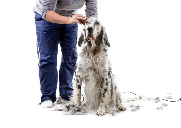 犬の毛づくろい — ストック写真
