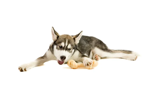 Filhote de cachorro com osso — Fotografia de Stock