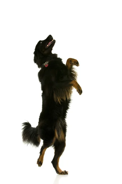 Tanzender Hund — Stockfoto