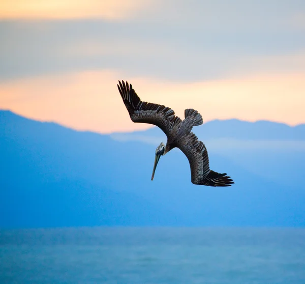 Hunting pelican — Stock Photo, Image