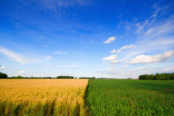 Pšenice a kukuřice — Stock fotografie