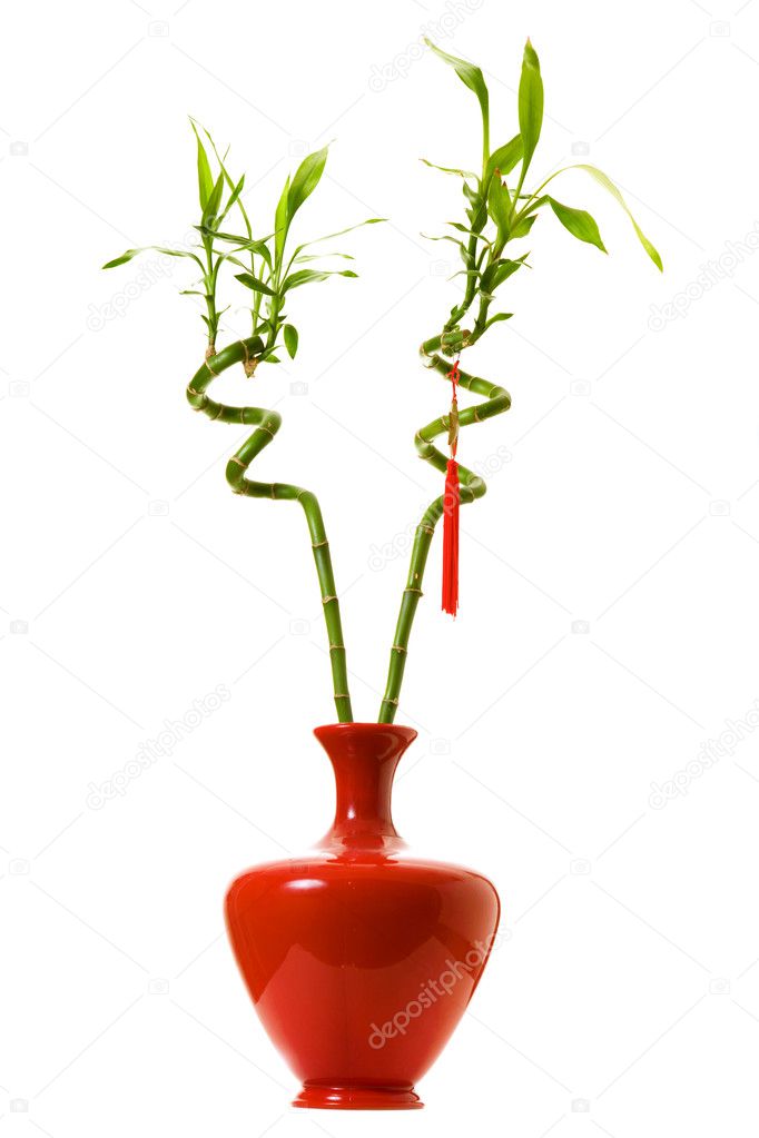 Lucky bamboo Stock Photo by ©alexeys 2936947