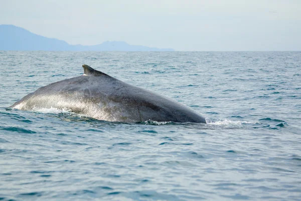 Спостереження за китами — стокове фото