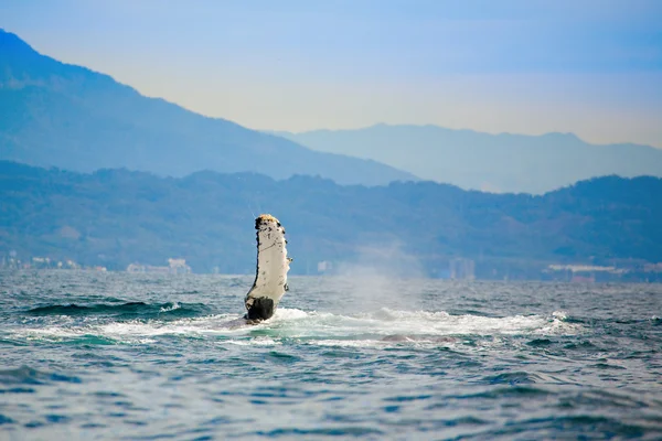 Deniz canavarı — Stok fotoğraf