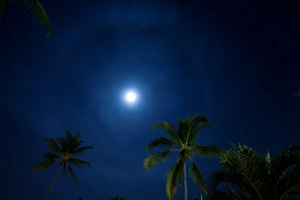 Lua tropical — Fotografia de Stock