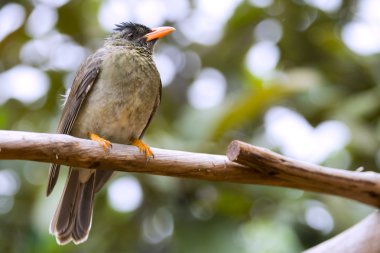 Seyşeller bulbul