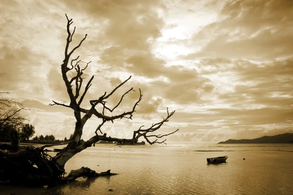 Мертве дерево і море — стокове фото