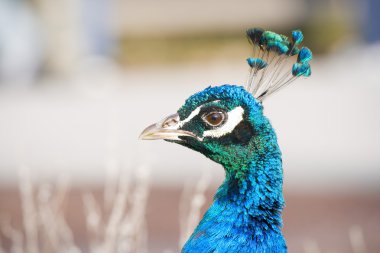 Peacock clipart