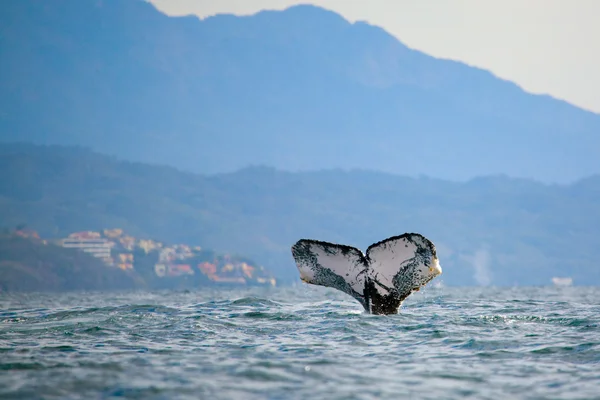 고래 관찰 — 스톡 사진