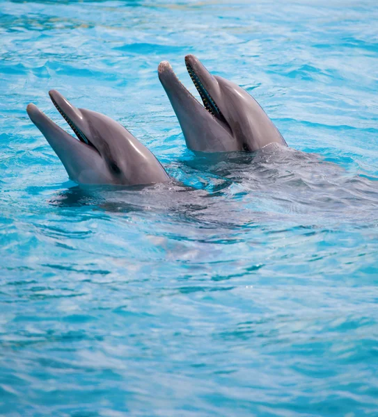 Delfiner – stockfoto