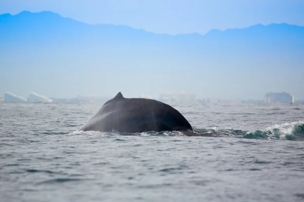 Osservazione balene — Foto Stock