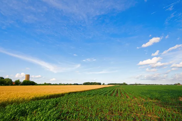 Пшениця і кукурудза — стокове фото