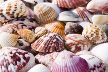 Shells clipart